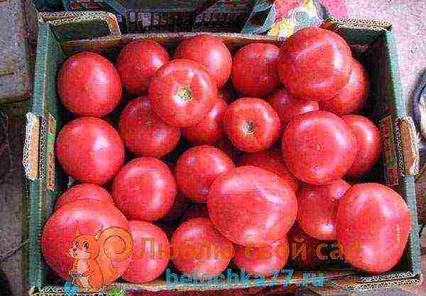 the best varieties of pink tomatoes