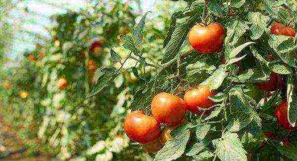 ang pinakamahusay na mga pagkakaiba-iba ng mga greenhouse na kamatis