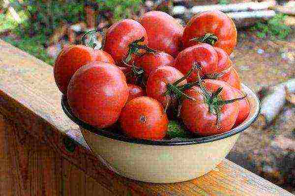 the best varieties of greenhouse tomatoes