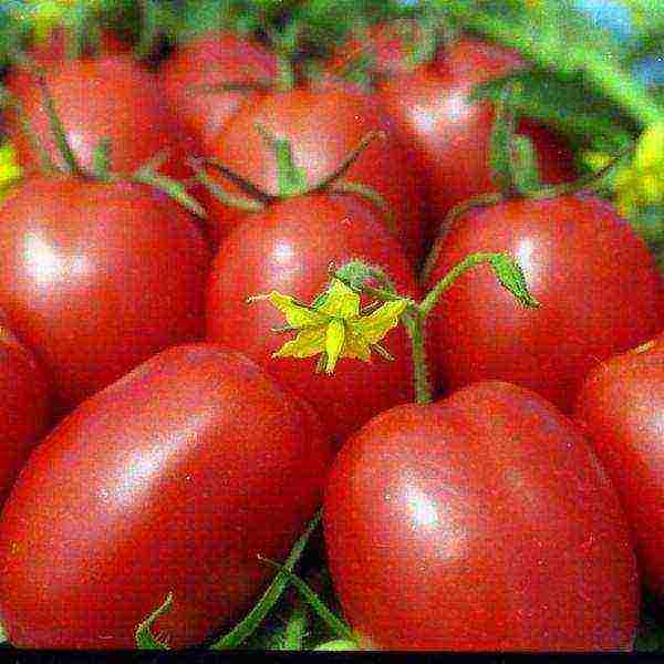 ang pinakamahusay na mga pagkakaiba-iba ng mga greenhouse na kamatis