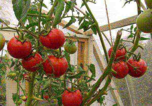 the best varieties of greenhouse tomatoes