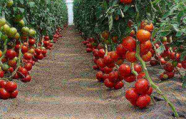 ang pinakamahusay na mga pagkakaiba-iba ng mga greenhouse na kamatis