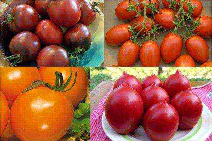 the best varieties of greenhouse tomatoes