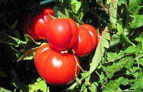 the best varieties of greenhouse tomatoes