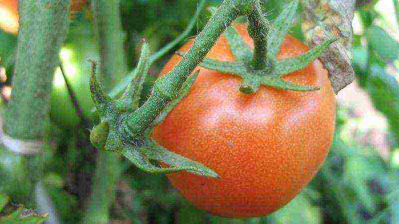 the best varieties of greenhouse tomatoes