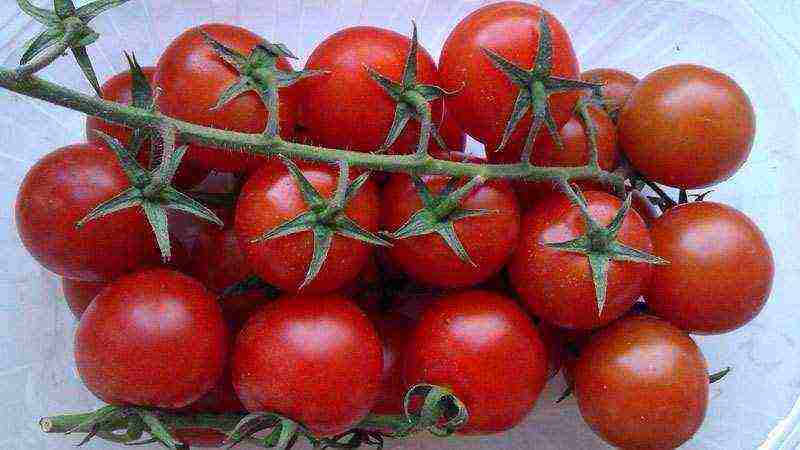 the best varieties of greenhouse tomatoes