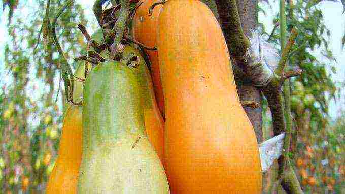 ang pinakamahusay na mga pagkakaiba-iba ng mga greenhouse na kamatis