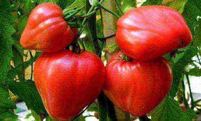 the best varieties of greenhouse tomatoes