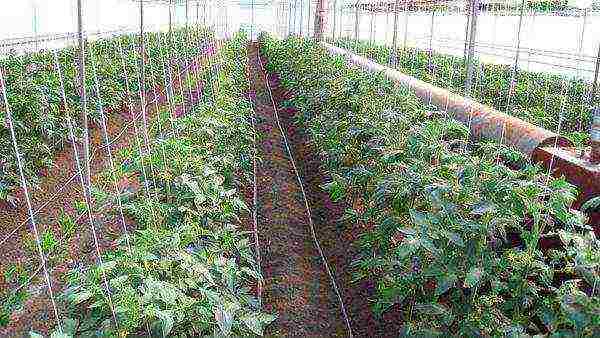 the best varieties of greenhouse tomatoes