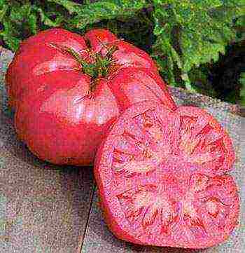 the best varieties of greenhouse tomatoes