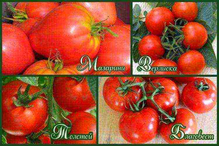 the best varieties of greenhouse tomatoes