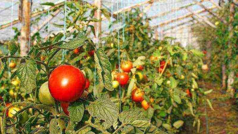 the best varieties of greenhouse tomatoes
