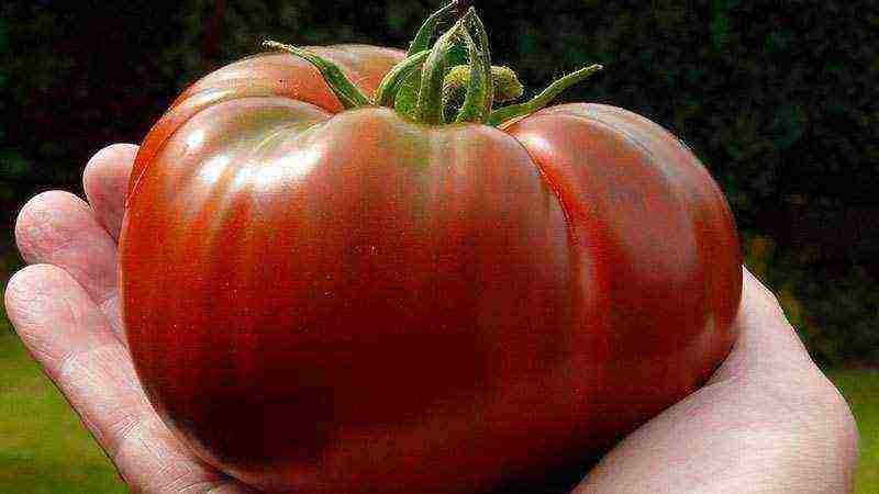 the best varieties of greenhouse tomatoes