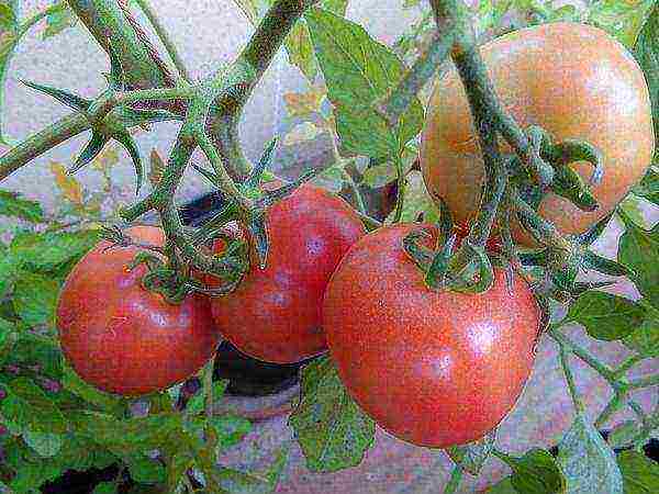 the best varieties of greenhouse tomatoes