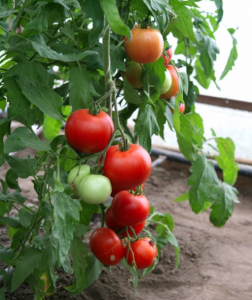 the best varieties of sedek tomatoes