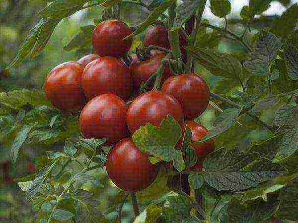 the best varieties of sedek tomatoes