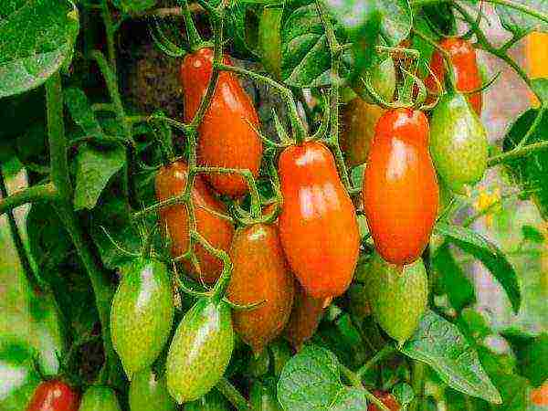 the best varieties of sedek tomatoes