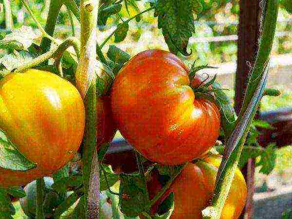 the best varieties of sedek tomatoes