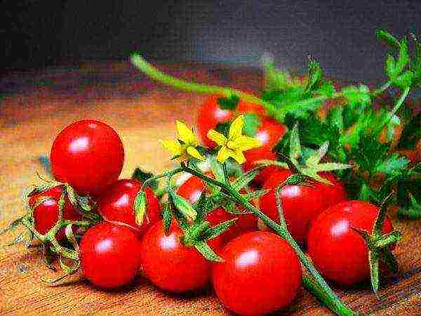 the best varieties of tomato sedek