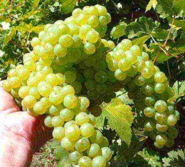the best varieties of late grapes