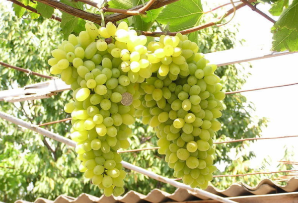 the best varieties of late grapes