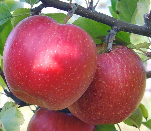 the best varieties of late apples