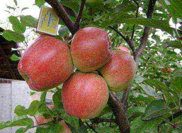 the best varieties of late apples