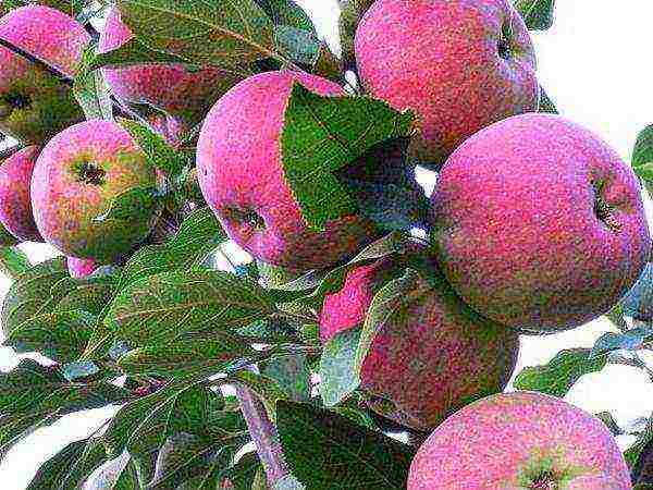 the best varieties of late apples