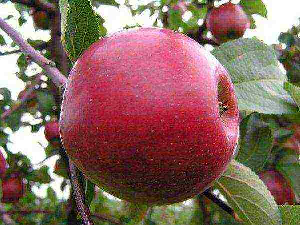 the best varieties of late apples