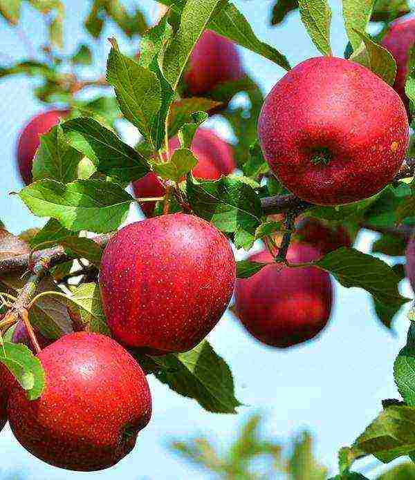 the best varieties of late apples