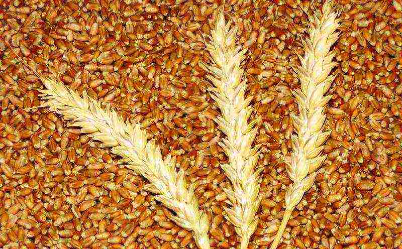 the best wheat varieties in the world