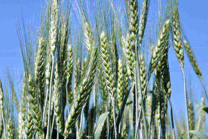 the best wheat varieties in the world