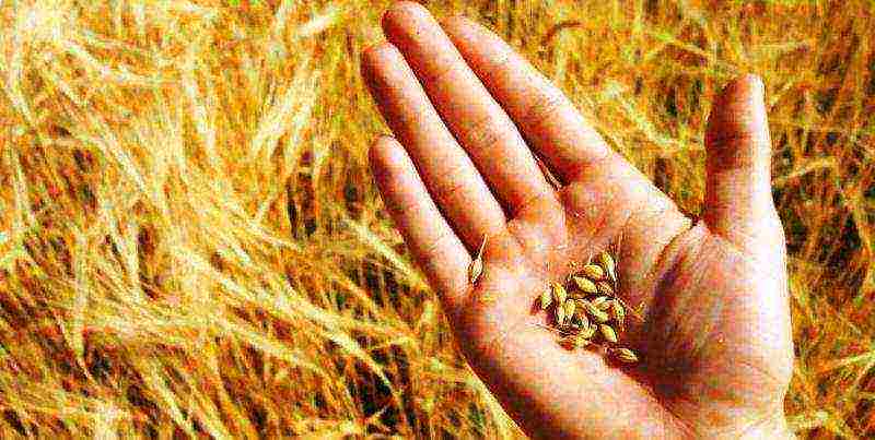 the best wheat varieties in the world