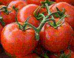 the best varieties of early ripe tomatoes