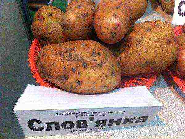 the best varieties of early potatoes