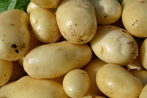 the best varieties of early potatoes