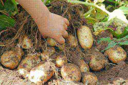 the best varieties of early potatoes