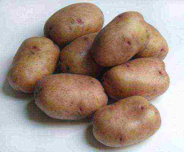 the best varieties of early potatoes