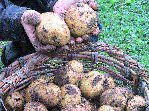 najbolje sorte ranog krumpira
