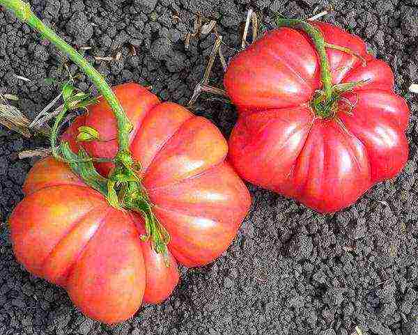 the best varieties of ribbed tomatoes