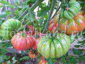 the best varieties of ribbed tomatoes