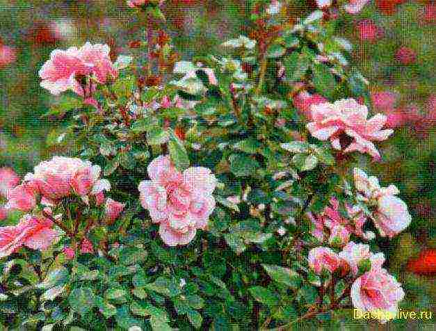 the best varieties of meilland roses