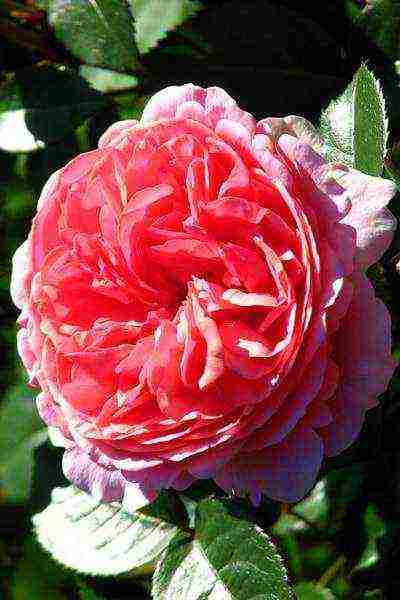 the best varieties of meilland roses