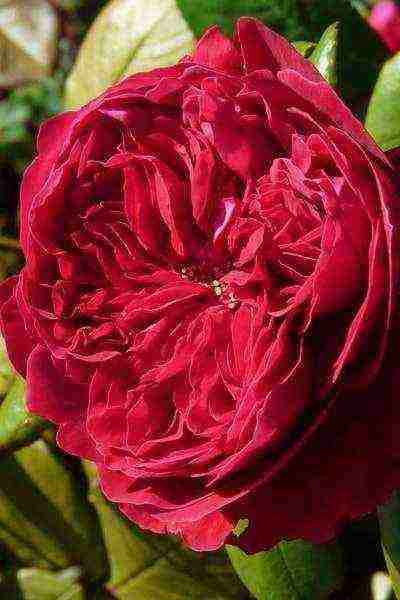 the best varieties of meilland roses