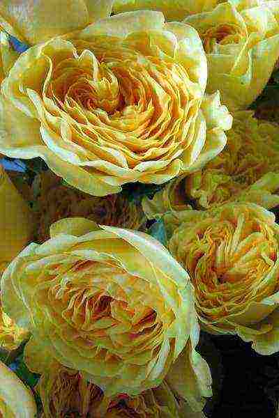 the best varieties of meilland roses