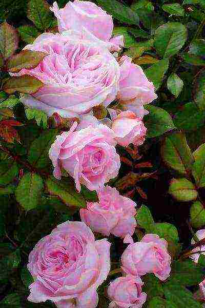 the best varieties of meilland roses