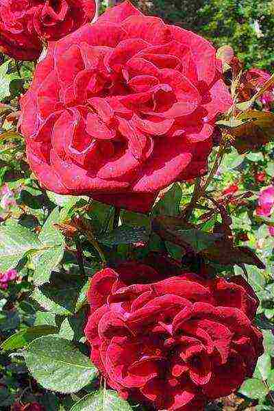 the best varieties of meilland roses