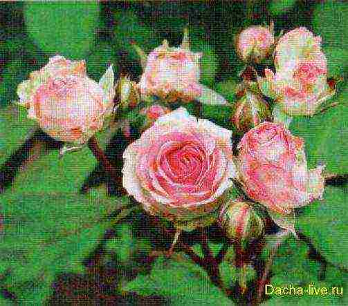 the best varieties of meilland roses