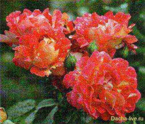 the best varieties of meilland roses