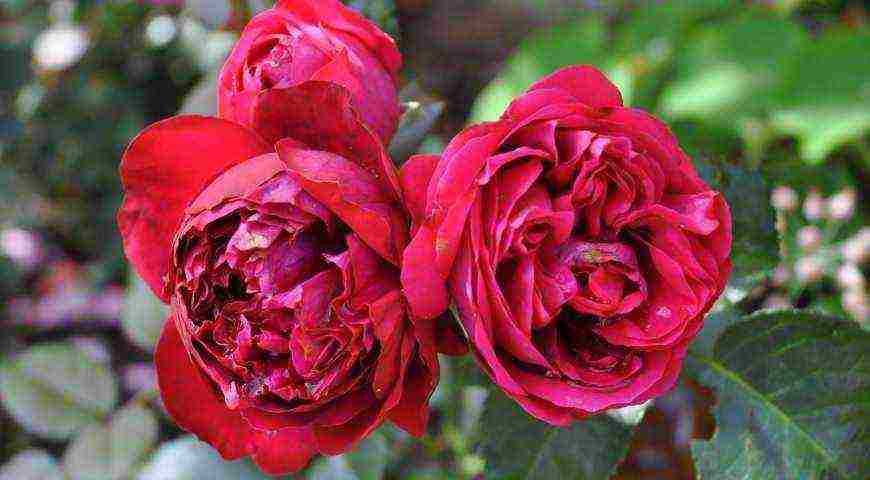 the best varieties of meilland roses